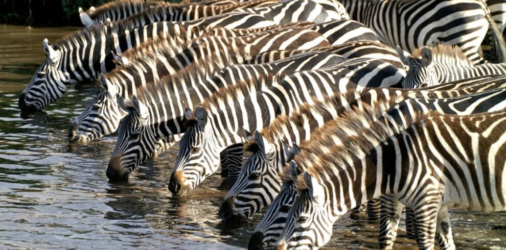 Mikumi-National-Park- jambo bwana safari