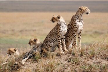Serengeti Safari Adventure