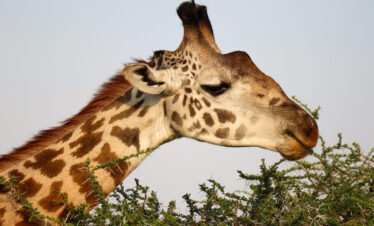 5-Day Group Tour Manyara Serengeti Ngorongoro Tarangire
