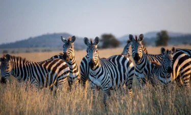 7-Day Tanzania Adventure Lodge Safari (PS)