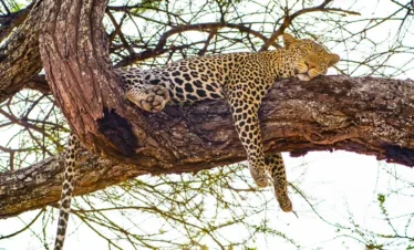 4-Day Unforgettable Safari Perfect for Honeymooners (PS)