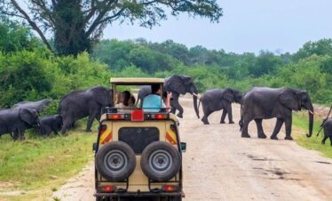 7-Day Tanzania Luxury  Safari (PS)